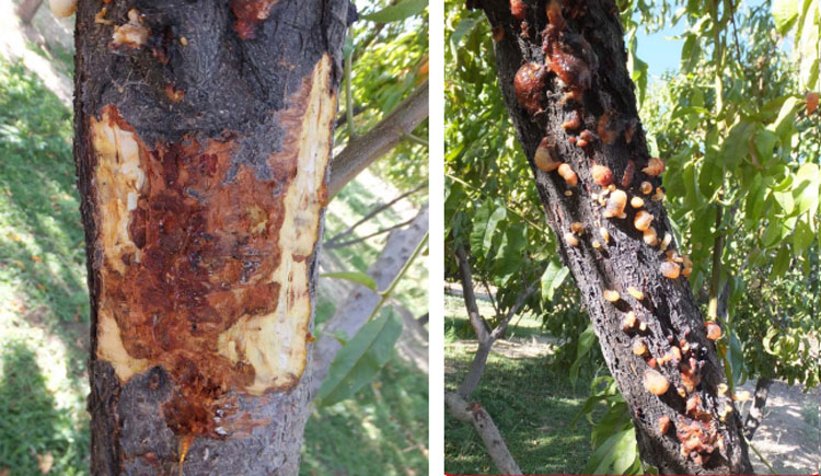 ترشح صمغ از درخت آلوده به شانکر