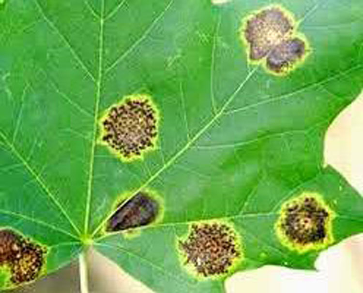 اثر بیماری شانکر بر برگ درخت