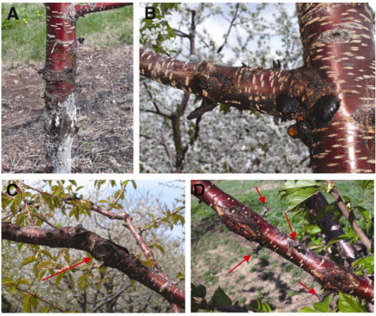 علائم بیماری در قسمت‌های مختلف درختان هلو و گیلاس: