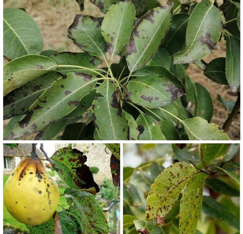 آلودگی قسمت های مختلف گیاه به بیماری لکه سیاه سیب