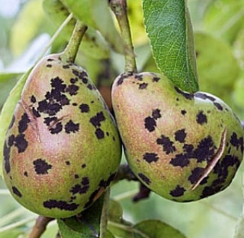 علایم بیماری لکه سیاه گلابی روی میوه