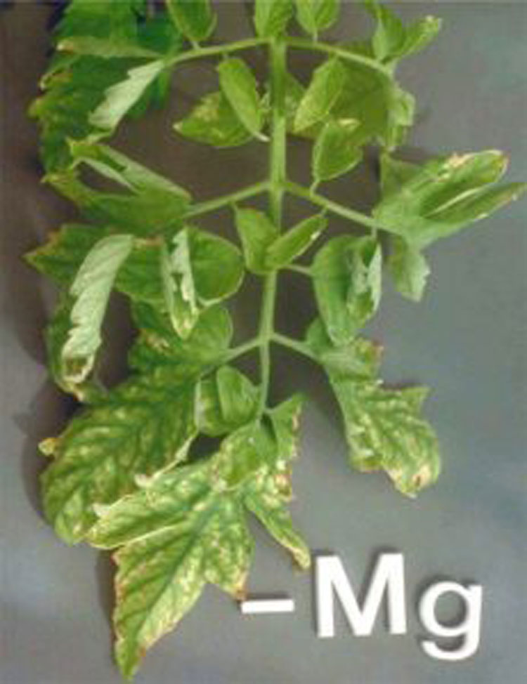 کمبود منیزیوم در گیاه